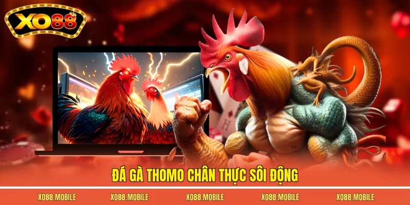 Đá gà Thomo chân thực sôi động
