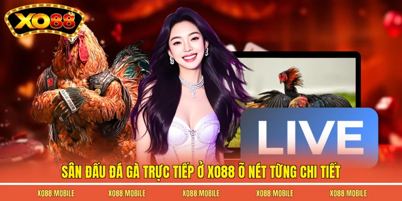 Sân đấu đá gà trực tiếp ở Xo88 õ nét từng chi tiết